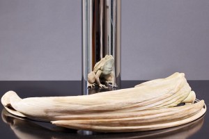 kiss_of_chytrid_1