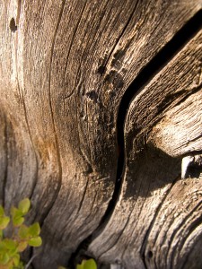 lines-of-nature-jeff-ball