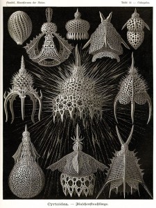 Cyrtoidea - Scheiben-Strahlinge - Heliodiscus Canvas Print